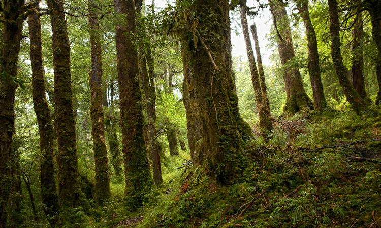 bosque nativo